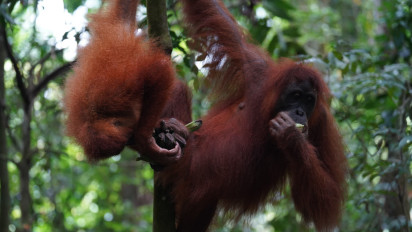Masih Ingat Sempurna? Orangutan yang Sempat Ditemukan Pingsan Diduga Akibat Asap di Kalbar Kini Mati