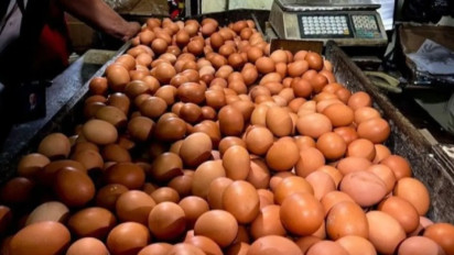 Pemerintah Serap Telur Ayam Ras dari Peternak Lokal, Pastikan Harga Dijaga Tetap Stabil