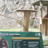 Targetkan Kurang dari Setahun Kembali Beroperasi, Pemkot Bandung Percepat Revitalisasi Bandung Zoo