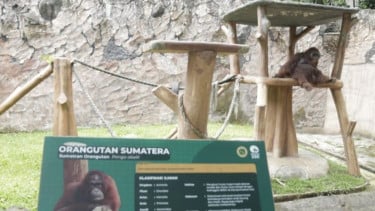 Targetkan Kurnag dari Setahun Kembali Beroperasi, Pemkot Bandung Percepat Revitalisasi Bandung Zoo