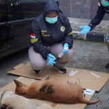 Detik-detik Mengerikan 4 Anjing Pemburu Babi Serang Bocah hingga Tewas di Bogor