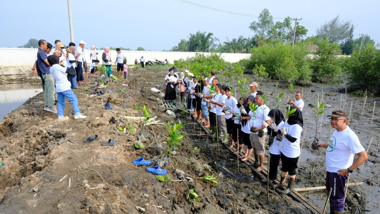 Minimalisir Risiko Bencana di Kawasan Pesisir, Relawan Zona Hijau dan PLN Peduli Tanam Mangrove di Danau Siombak
            - galeri foto