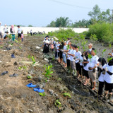 Minimalisir Risiko Bencana di Kawasan Pesisir, Relawan Zona Hijau dan PLN Peduli Tanam Mangrove di Danau Siombak