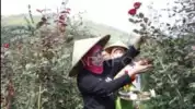 Ikuti Kebutuhan Pokok, Harga Komoditas Bunga Mawar Naik Dua Kali Lipat