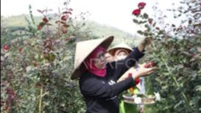 Ikuti Kebutuhan Pokok, Harga Komoditas Bunga Mawar Naik Dua Kali Lipat