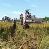 Harga Gabah Kering Panen di Karawang Cukup Tinggi