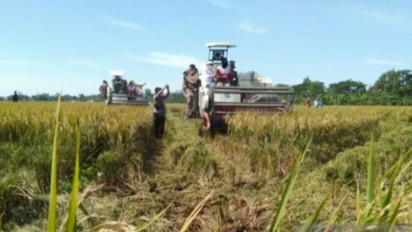 Harga Gabah Kering Panen di Karawang Cukup Tinggi