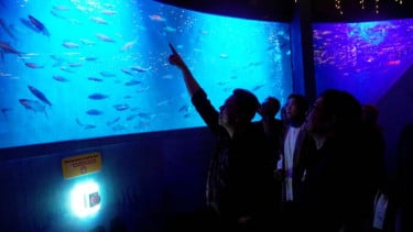 BXSea Gandeng YO-GYO Aquarium Jepang Dalam Rangka Memperkuat Konservasi Biota Laut Indonesia
