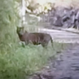 Dua Harimau Sumatra Muncul di Kebun Warga, BKSDA Sumbar Langsung Terjunkan Petugas
