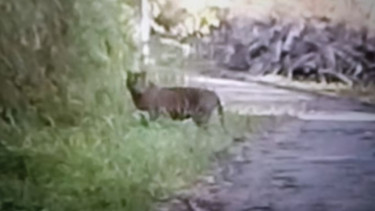 Dua Harimau Sumatra Muncul di Kebun Warga, BKSDA Sumbar Lansung Terjunkan Petugas