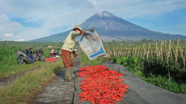 KUR BRI Tembus Rp84,36 Triliun, Perkuat Ketahanan Pangan dan Ekonomi Kerakyatan