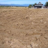 Bukan Hanya Indonesia, Fenomena El Nino juga Berpotensi terjadi di Banyak Negara