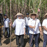 Perkuat Produksi Gula Jatim, Pemprov dan PT SGN Luncurkan Program Bongkar Ratoon Tebu