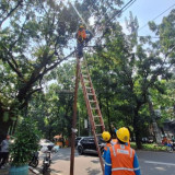 Pascatragedi Siswi SMAN 6 Jakarta, PLN Copot Kabel Menjuntai di Jalan Lauser