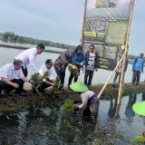 Dari Padi Biosalin ke Minapadi Salin, PGN dan BRIN Dorong Nilai Ekonomi Lahan Pesisir Batang