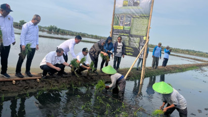 Dari Padi Biosalin ke Minapadi Salin, PGN dan BRIN Dorong Nilai Ekonomi Lahan Pesisir Batang