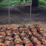 Narkoba, Penyebab Sawit Rakyat di Sumut Rentan Pencurian Terorganisir Disertai Kekerasan