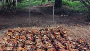 Narkoba, Penyebab Sawit Rakyat di Sumut Rentan Pencurian Terorganisir Disertai Kekerasan
