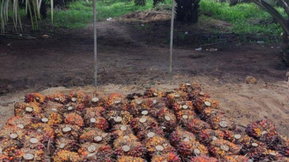 Narkoba, Penyebab Sawit Rakyat di Sumut Rentan Pencurian Terorganisir Disertai Kekerasan
