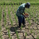 Banjarnegara Siaga Darurat Bencana Kekeringan, Ancaman El Nino di Depan Mata