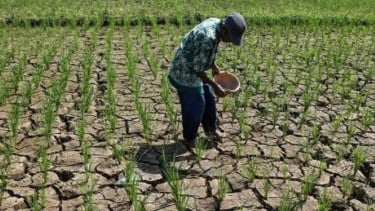 Banjarnegara Siaga Darurat Bencana Kekeringan, Ancaman El Nino di Depan Mata