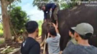 Gajah Sumatera Berusia 45 Tahun Mati di Taman Nasional Tesso Nilo Usai Jalani Perawatan Intensif