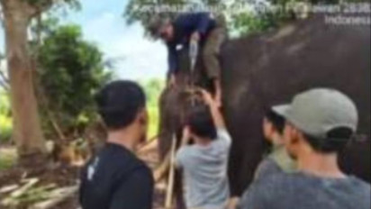Gajah Sumatera Berusia 45 Tahun Mati di Taman Nasional Tesso Nilo Usai Jalani Perawatan Intensif