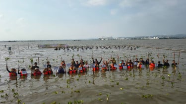 Genjot Pelestarian Benteng Alami Pantura, PAMA Group Tanam 2.000 Bibit Mangrove di Pesisir Semarang