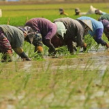 Bantu Anak Petani Untuk Kuliah, Pemkab. Karawang Siapkan Beasiswa