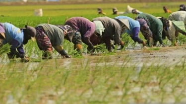 Bantu Anak Petani Untuk Kuliah, Pemkab. Karawang Siapkan Beasiswa