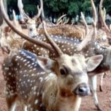 Viral Rusa Berlarian di Kawasan TMP Kalibata, Lepas saat Petugas Buka Kandang untuk Beri Pakan