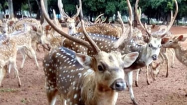 Viral Rusa Berlarian di Kawasan TMP Kalibata, Lepas saat Petugas Buka Kandang untuk Beri Pakan