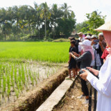 Surplus, Ini yang Dilakukan Banyuwangi untuk Produksi Beras