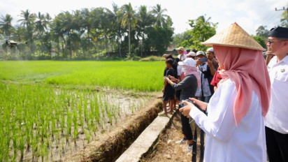 Surplus, Ini yang Dilakukan Banyuwangi untuk Produksi Beras