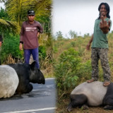Apa Saja Langkah BKSDA Imbas Tragedi Kematian Tapir yang Berkeliaran di Jalinsum Lampung Disembelih Warga?