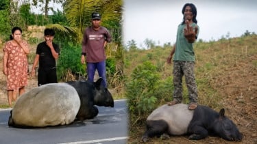 Apa Saja Langkah BKSDA Imbas Tragedi Kematian Tapir yang Berkeliaran di Jalinsum Lampung Disembelih Warga?