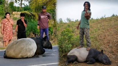 Apa Saja Langkah BKSDA Imbas Tragedi Kematian Tapir yang Berkeliaran di Jalinsum Lampung Disembelih Warga?