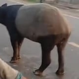 Tapir di Lampung Ditombak, Disembelih Lalu Dagingnya Dibagi ke Warga, 4 Orang Ditangkap 2 Buron