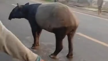 Tapir di Lampung Ditombak, Disembelih Lalu Dagingnya Dibagi ke Warga, 4 Orang Ditangkap 2 Buron