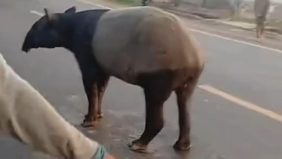 Tapir di Lampung Ditombak, Disembelih Lalu Dagingnya Dibagi ke Warga, 4 Orang Ditangkap 2 Buron