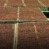 Rencana Penyeragaman Kemasan Dinilai Bakal Matikan Industri Rokok Legal