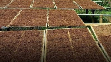 Rencana Penyeragaman Kemasan Dinilai Bakal Matikan Industri Rokok Legal