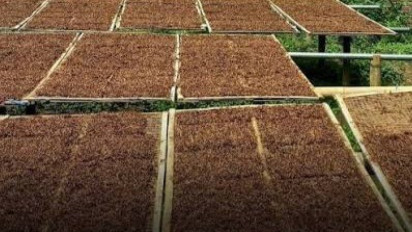 Rencana Penyeragaman Kemasan Dinilai Bakal Matikan Industri Rokok Legal