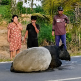 Mengenal Apa itu Tapir, Satwa Purba Dilindungi yang Viral Disembelih dan Dimasak Rica-rica di Mesuji Lampung