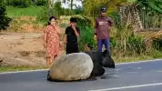 Mengenal Apa itu Tapir, Satwa Purba Dilindungi yang Viral Disembelih dan Dimasak Rica-rica di Mesuji Lampung