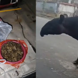 2 DPO Kasus Penyembelihan Tapir Masih Dicari Polda Lampung, Pelaku Terancam hingga 15 Tahun Penjara