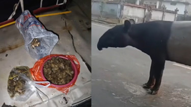 2 DPO Kasus Penyembelihan Tapir Masih Dicari Polda Lampung, Pelaku Terancam hingga 15 Tahun Penjara