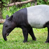Mau Lihat Tapir dari Dekat? Ini 4 Destinasi Wisata di Jakarta hingga Bandung Barat