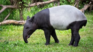 Mau Lihat Tapir dari Dekat? Ini 4 Destinasi Wisata di Jakarta hingga Bandung Barat
