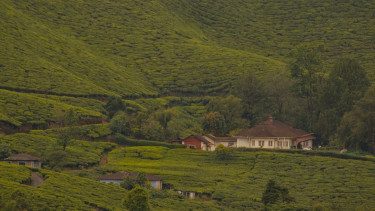 Berdiri Sejak 1780, Desa Tambi Berada di Tengah Kebun Teh Peninggalan Belanda yang Kini Jadi Wisata Hits
